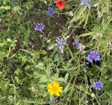 Wild-flowers-2025