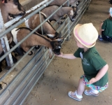Nursery Farm Visit, 29.6.18