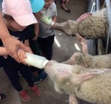 Nursery Visit to Meade Open Farm, July 2019