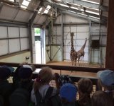 Reception visit to Whipsnade Zoo, 30th June 2022