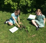 Year 2 Minibeast Hunt, May 2018